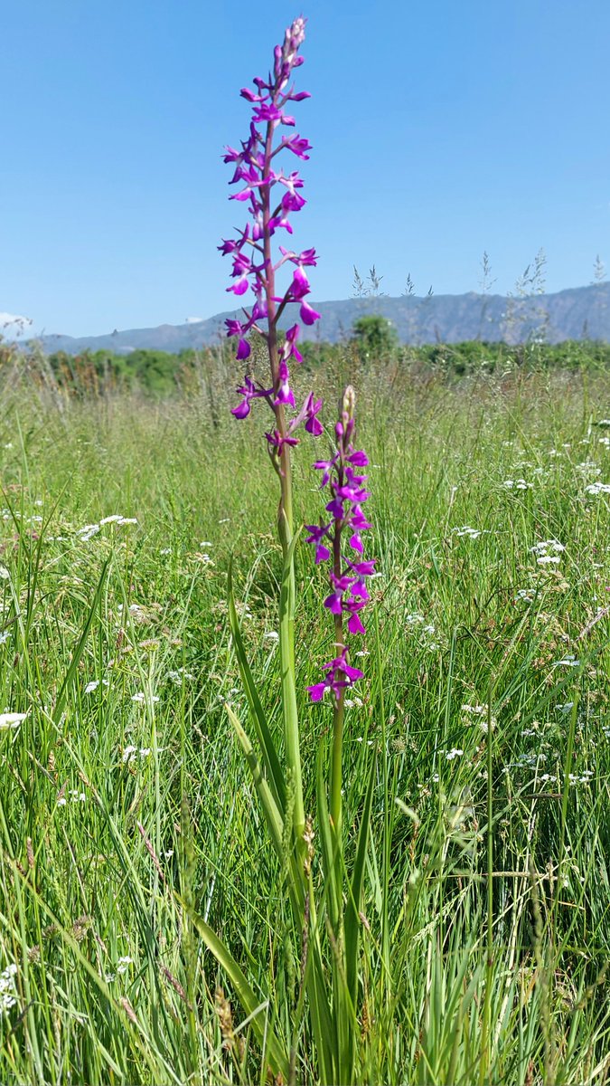 'English tourist found dead of mosquito bites in SW Turkish marshland, Worth it to see these stonking Anacamptis palustris - the tallest at 1.2m! Honestly thought they were Lythrum salicaria when first seen  ftom distance. 30.04.24.