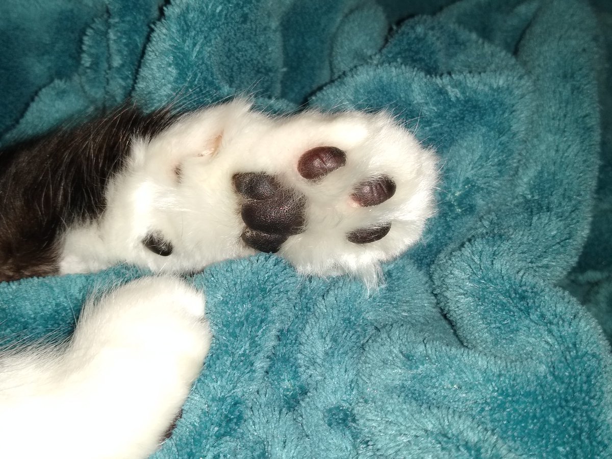 @ElizGriff2016 Here are Emily's toe beans for #toebeantuesday