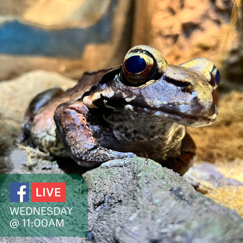 Tune in tomorrow on Facebook Live at 11am to see our smoky jungle frogs. They are an ambush predator and will lie in wait for any prey they can catch, including small birds, other frogs, snakes, and lizards.