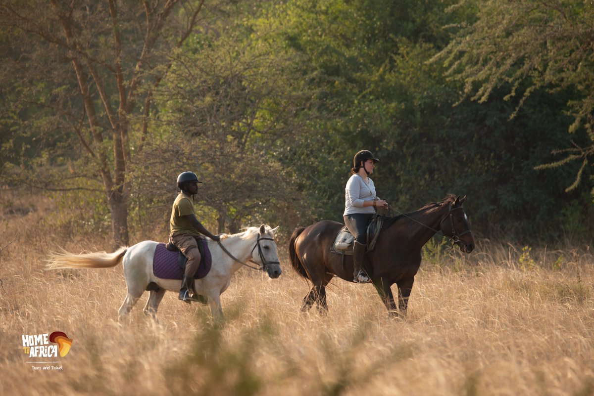 The best place to ride a horse: Experience horse-riding like never before amidst the untamed beauty of Uganda's lush bushes! 🐎✨

#ExploreUganda #VisitUganda #horseriding #horses #hometoafricatours