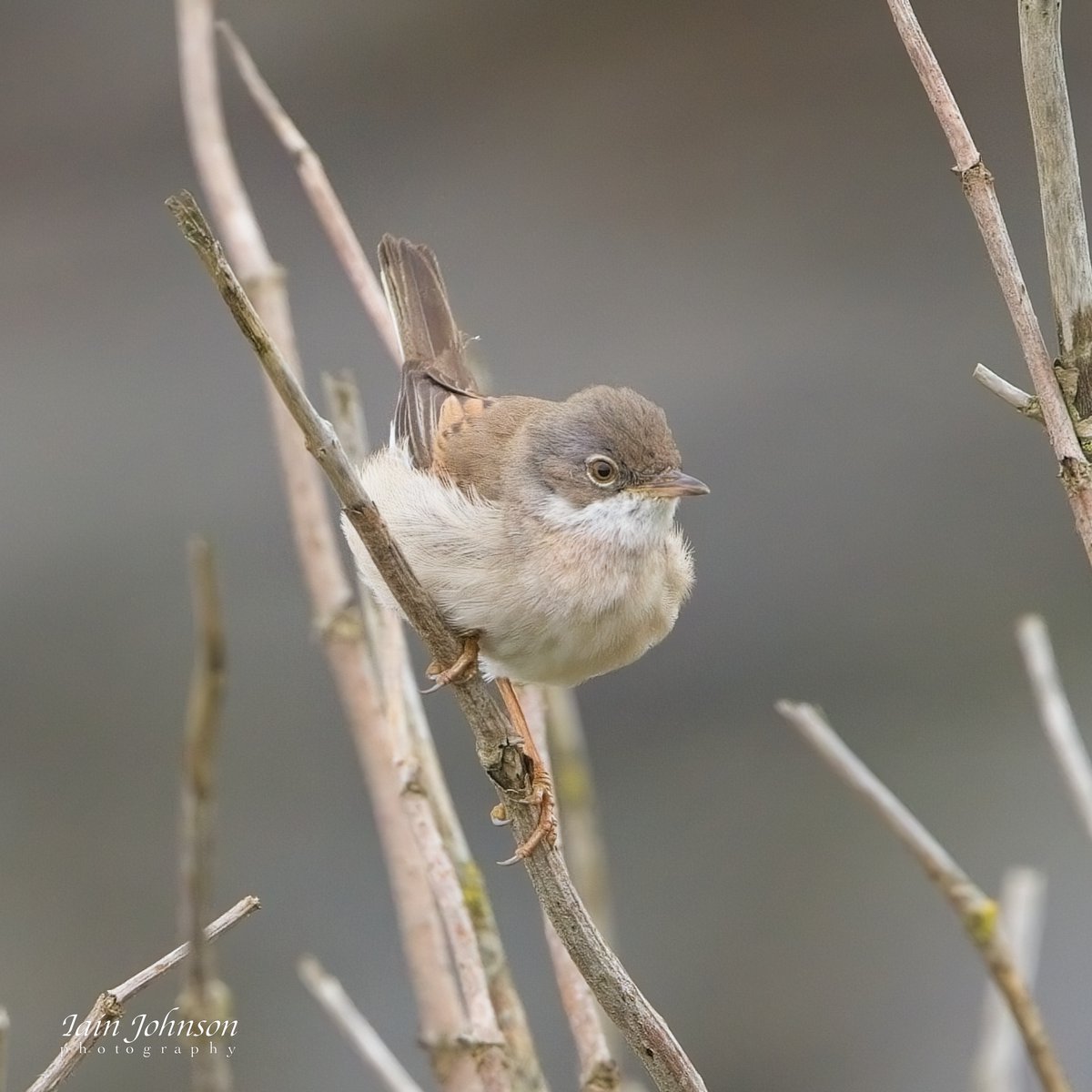 Displaying whitethroat at St Mary's Island, Whitley Bay @NTBirdClub #whitleybay