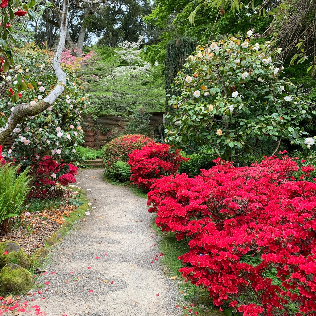 Have you seen the deep red hues of the ‘Wards Ruby’ Azalea in the Walled Garden? These evergreen shrubs hide in the shadows of trees most of the year, but in spring they command attention with their red flowers. Book your tickets to visit the Garden at filoli.org/visit