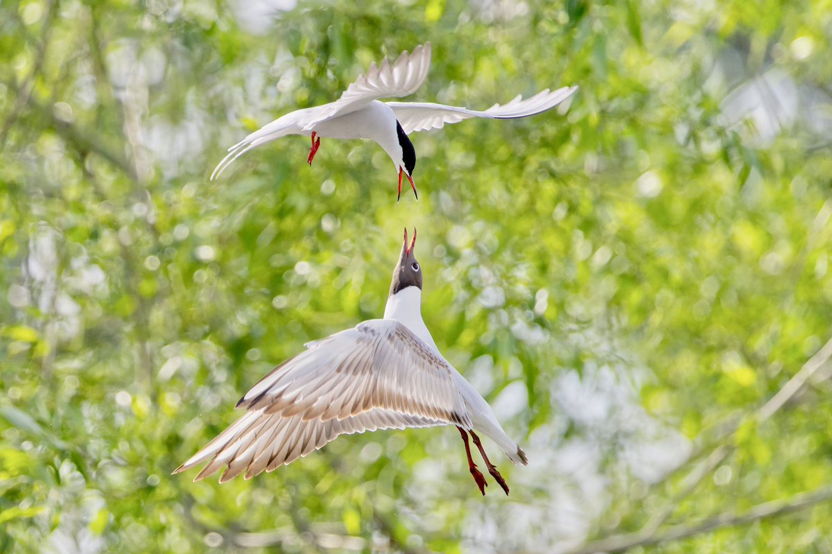 A common tern and a black headed gull bickering at @E17Wetlands today
