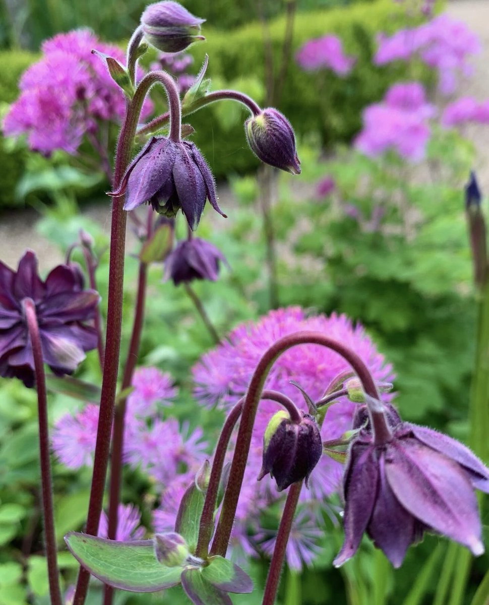 Aquilegia vulgaris var. stellata
'Black Barlow' and Thalictrum aquilegifolium 'Thundercloud':.