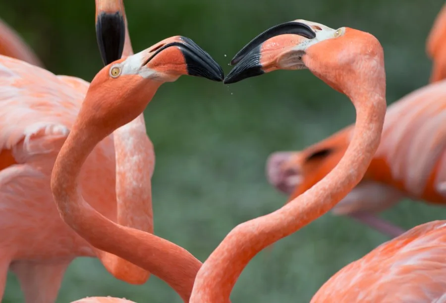 New from @NBC2: Flamingo population surges in Florida after Hurricane Idalia 🦩🦩🦩 Flamingos began popping up along Florida’s Gulf coast after Hurricane Idalia, which dropped off the colorful birds it picked up in Cuba and the Yucatan peninsula. Florida Gulf Coast University…