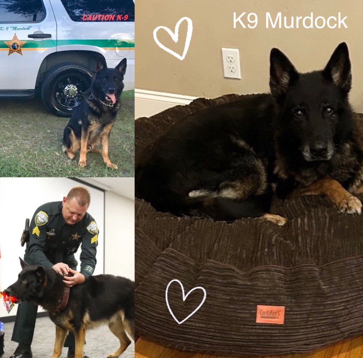 K9 Murdock (retired w/his handler in 2018 after 8yrs w/LCSO) has passed at 13yrs old. He had countless drug busts & an extensive tracking record w/11 criminal apprehensions, 6 criminal rundown catches, 57 successful tracks for suspects, Alzheimer’s patients, & lost children. 🤍