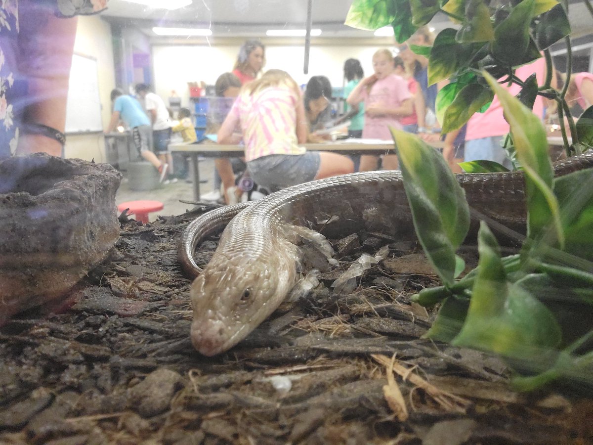 Kristi Shepherd tweet media