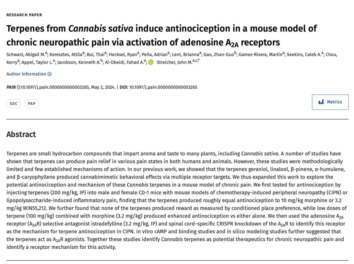 How we would like this to be a breakthrough. Simple organics (terpenes are C5H8, like rubber) at a dose equivalent to 14,000 mg in a 70 kg human produce analgesia equivalent to 700 mg in a 70kg human. Potential for therapy for neuropathic pain? Not holding my breath.