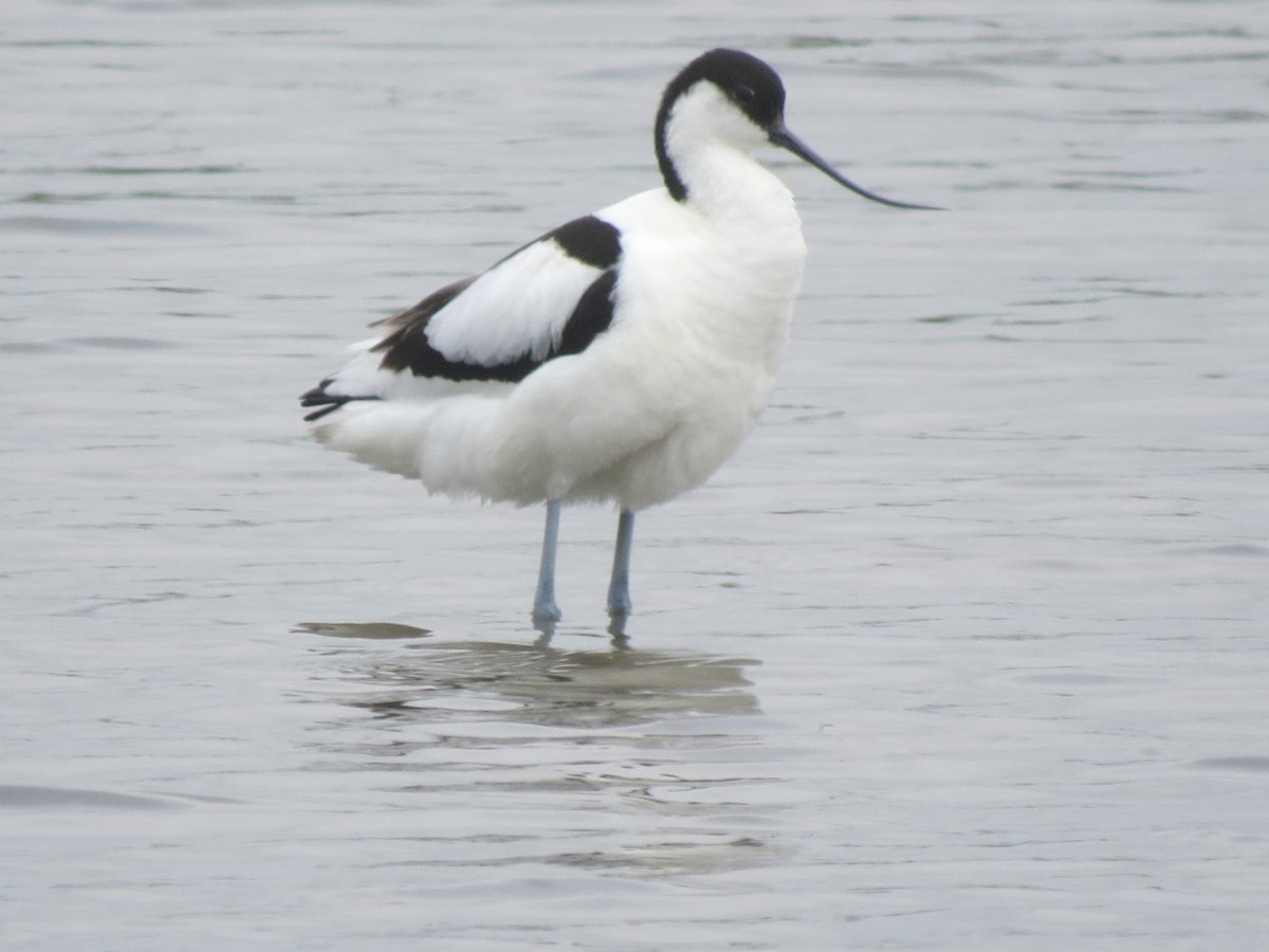 Avocet