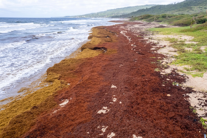 #CARIBBEAN: According to the Sargassum Sub-Regional Outlook Bulletin from April 29 to July 30, 2024, published by the CERMES Sargassum Team at UWI Cave Hill, severe sargassum conditions are expected over the next three months in the eastern Caribbean.