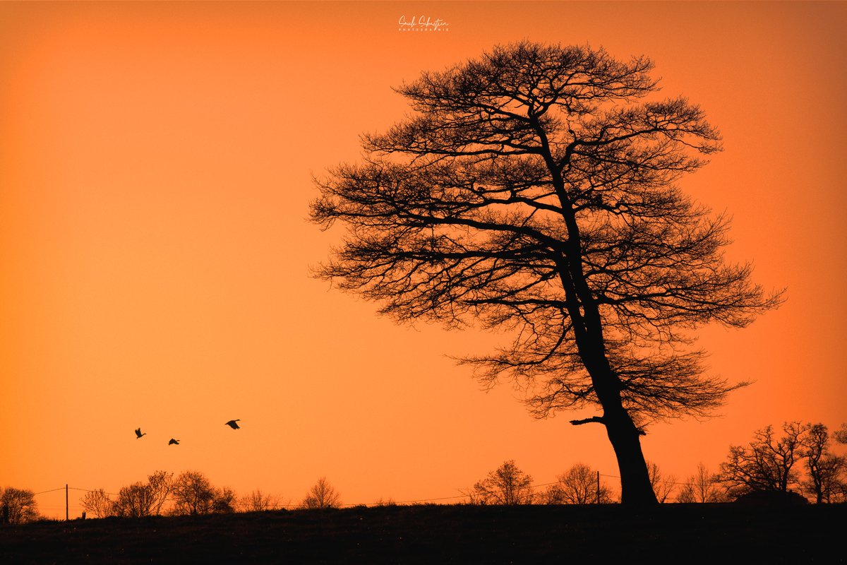 Valgone_photo's tweet photo. L'envol - Flight
#NaturePhotography #landscapephotography #sunsetphotography #wildelife #photography #Nikon https://t.co/y2LzaAIxRv