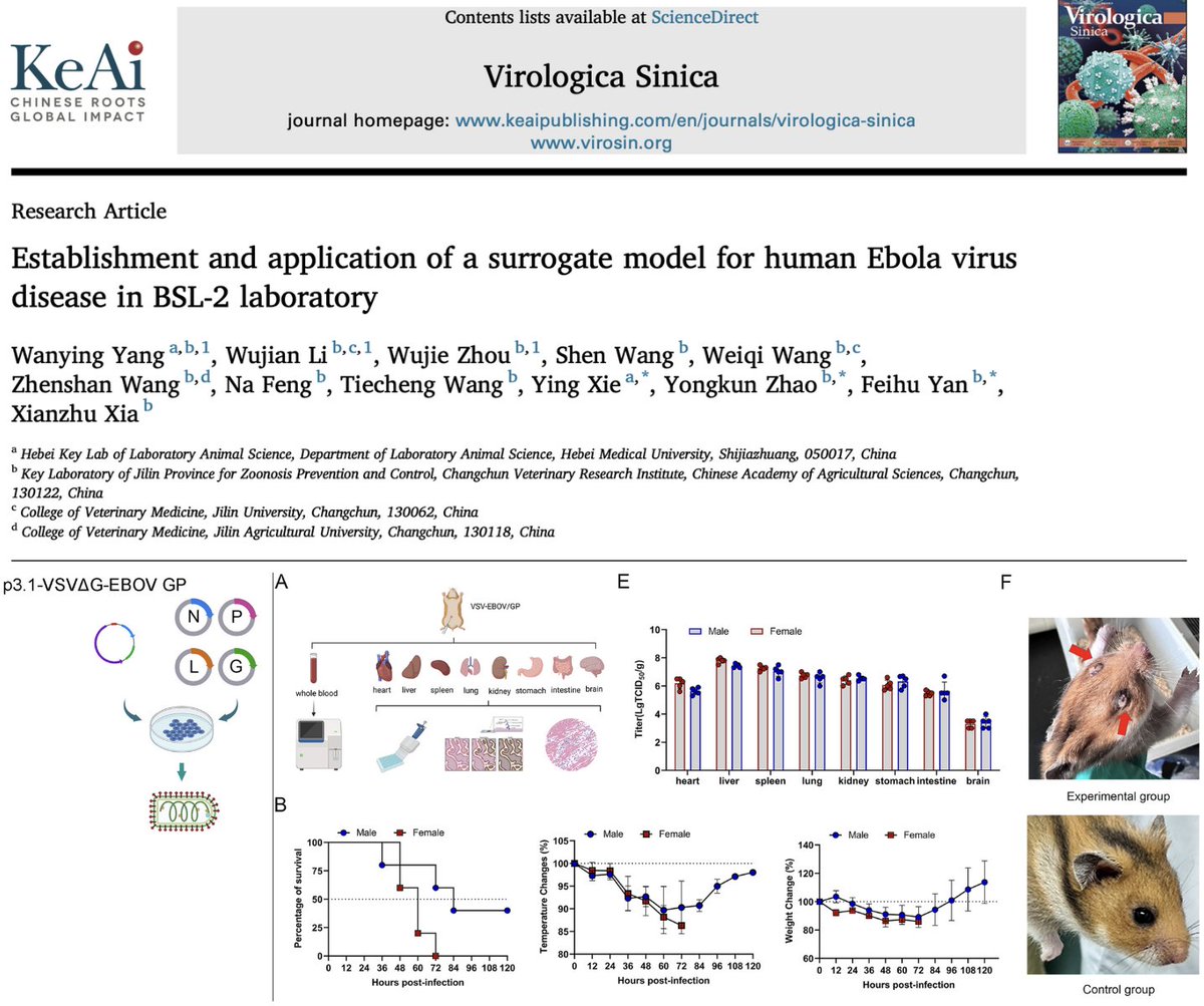 NEW LAB-MADE CHIMERIC VIRUS - Researchers in China created a recombinant vesicular stomatitis virus expressing Ebola virus glycoprotein (VSV-EBOV/GP) that exhibits a 100% fatality rate in hamsters. The stated purpose of this dangerous research is to allow for rapid preclinical…