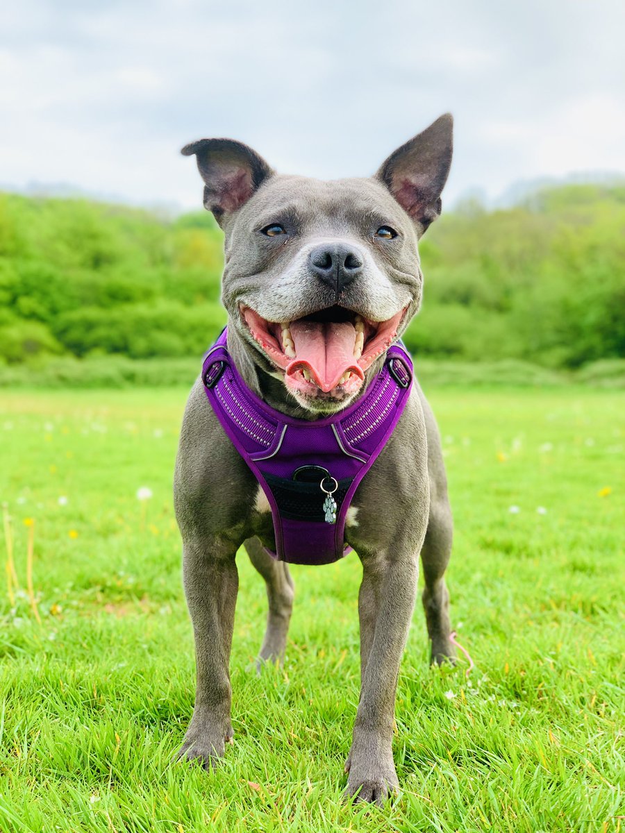 Hi friends 💗💗💗 #IsaMary #ParkLife #Happy #cute #dogs