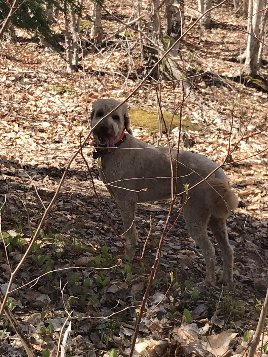 Peek-a-Boo
#tongueouttuesday 
#lovethewoods
#dogsoftwitterX