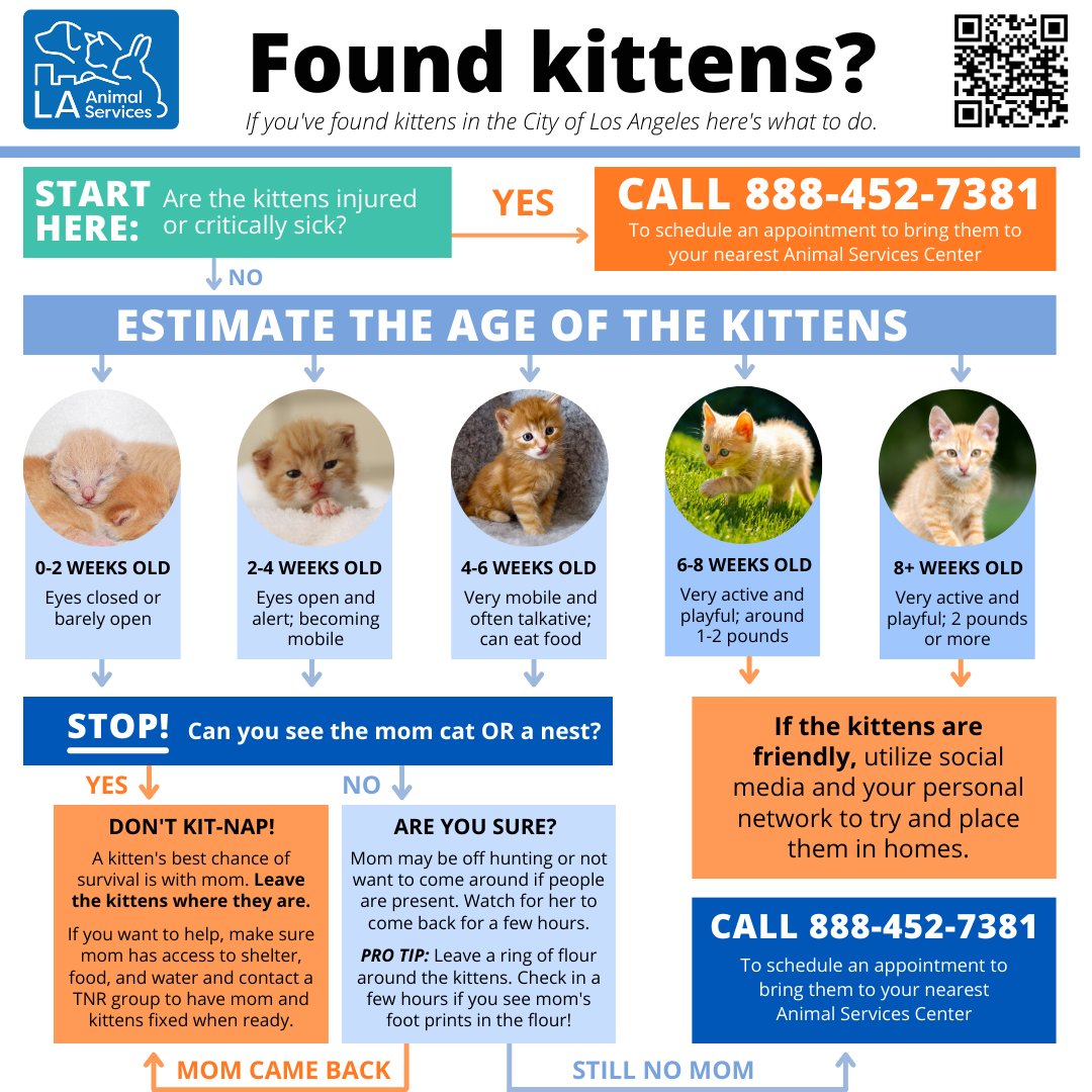 What to do (and not do) if you find baby kittens in your backyard. Before you scoop up the litter of kittens, be sure the kittens are actually abandoned. To view our found kitten resources & foster kitten handbook, visit laanimalservices.com/cat-owner-reso… #lacitypets #kittens #kittenseason