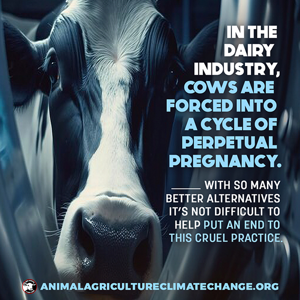 Dairy cows are repeatedly impregnated by artificial insemination and have their newborns taken away at birth.😥

There is no such thing as cruelty-free milk. Please switch to dairy-free alternatives and end this cruel industry. 🙏🌱

#Dairy #GoVegan #milk #cheese #happycow #cows