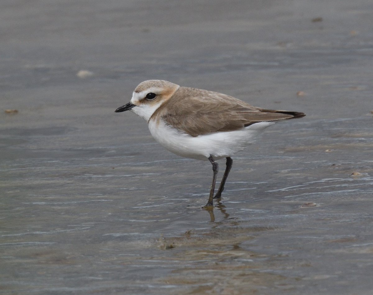 These are surely amongst the most adorable and precious little wading birds ever and I'd really like to post dozens of photos of them because they're so photogenic 😍 #KentishPlover #Camargue #France