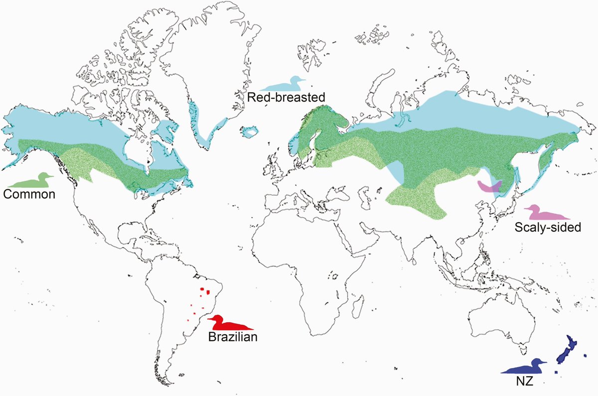Mitogenomes of the Brazilian merganser and the extinct Auckland Island merganser support the hypothesis that mergansers dispersed to the Southern Hemisphere at least twice: academic.oup.com/zoolinnean/adv… #birds #dinosaurs