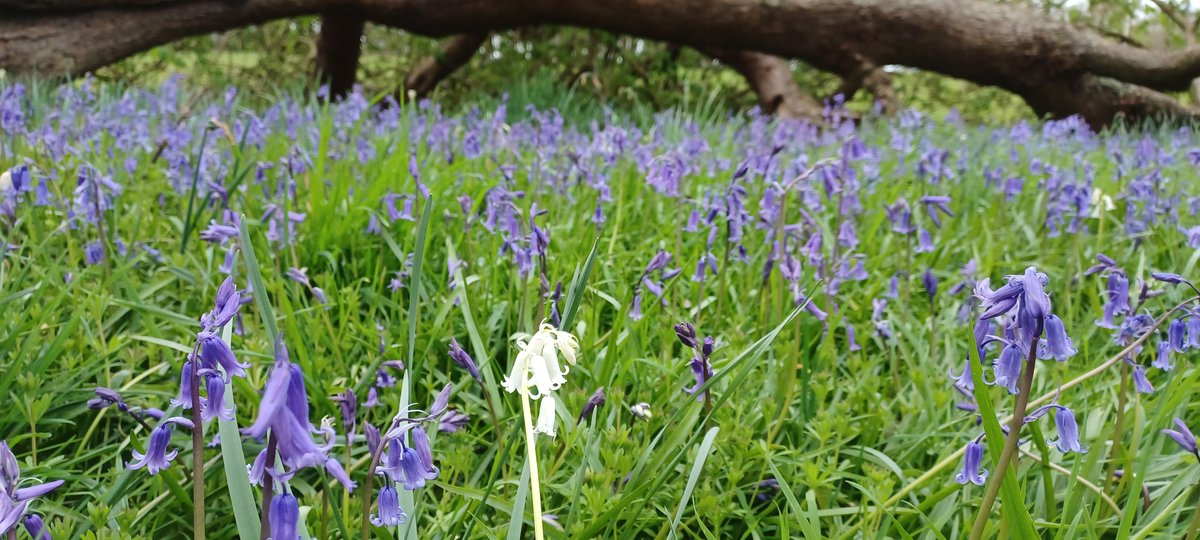 Bluebell season is well underway with carpets of these pretty blooms at many of our places. Take some time for yourself to enjoy one of nature's finest, vibrant, moments. #bluebells #bluebellseason #nationaltrust #ntmidlands #nature #spring #NaturePhotography #woodland #walks