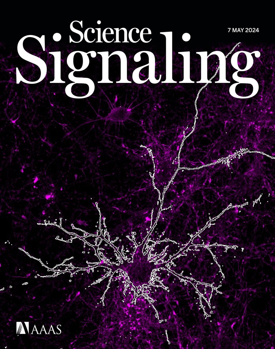 Don’t miss this week’s issue of #ScienceSignaling! 

Scientists pick apart a signaling pathway that sustains neuronal circuits in the brain, a new Editors’ Choice piece analyzes findings about the effects of prostaglandins on antitumor T cells, and more. scim.ag/6S6