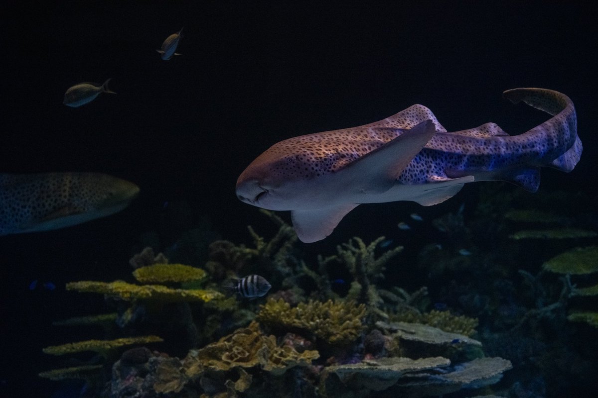 Exciting news! The Tropical Reef Aquarium will reopen Friday, June 14. The Tropical Reef Aquarium is an oasis of warm-water marine beauty, with vibrant fish, inspiring sharks and invertebrates. Look for more shark species than ever and exciting new animals in a refreshed space.