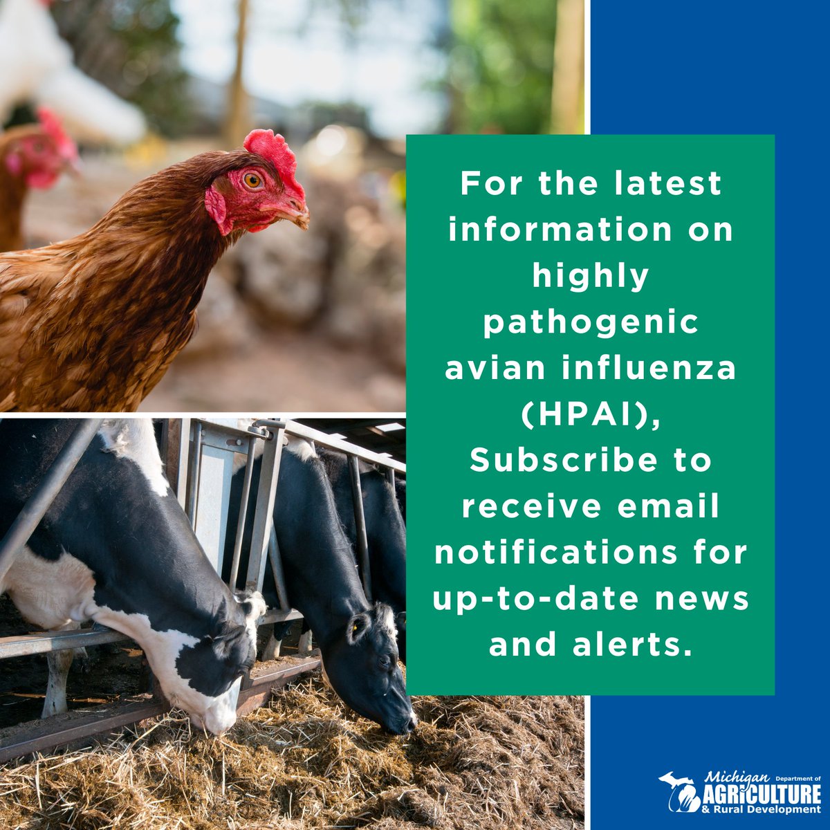 Looking for the latest information on #BirdFlu in Michigan? Subscribe below to receive email notifications with the most up-to-date news and alerts. bit.ly/3xYtJD0