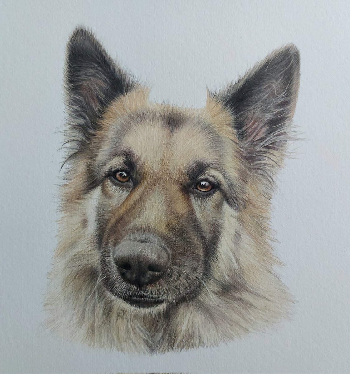 This portrait has now been gifted. 💛 'Alfie' Size 12x12' coloured pencil. #drawing #art #Commision #dogs