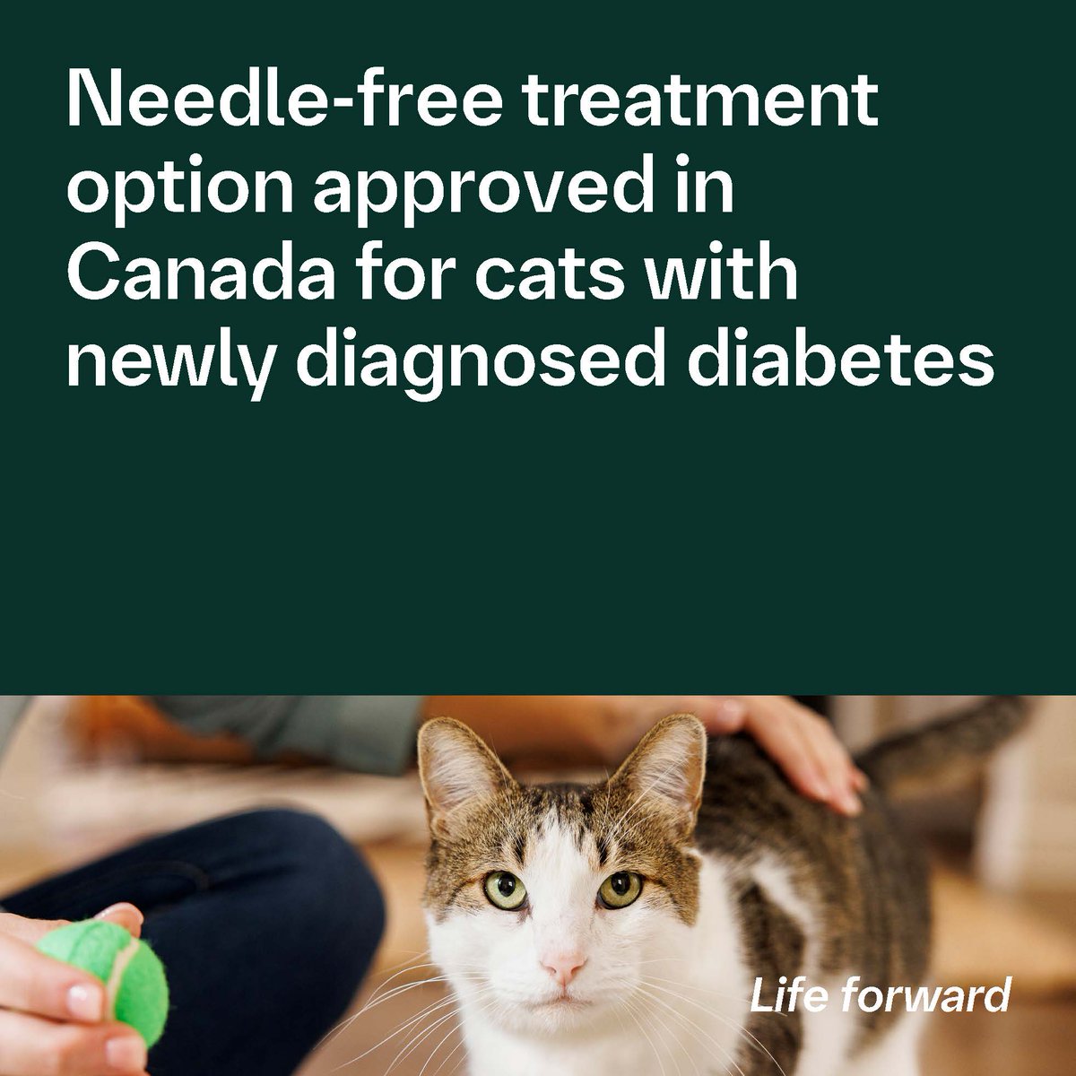 #NEWS: Health Canada has approved the first oral liquid medication for newly diagnosed diabetes in cats, which makes feline diabetes treatment less complex. This can make it easier to control feline diabetes and improve the lives of cats with the disease. bit.ly/3JQXPLz#LifeFo…