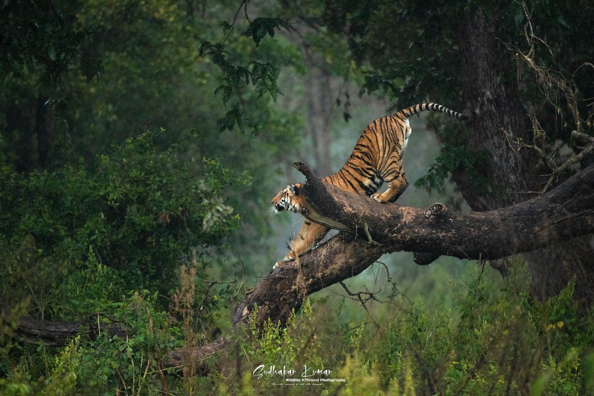 Embracing the wild: Witnessing this majestic tiger perched high on a tree, its golden coat blending seamlessly with the dappled light. Nature’s masterpiece! 📷📷 Corbett Tiger Reserve @NikonUSA @NikonIndia @IndiAves @ParveenKaswan @paragenetics