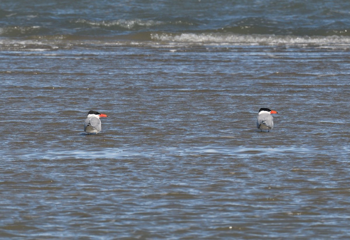 Chas & Dave the two distant #CaspianTerns performing a double act out on the salt pans #Camargue #France