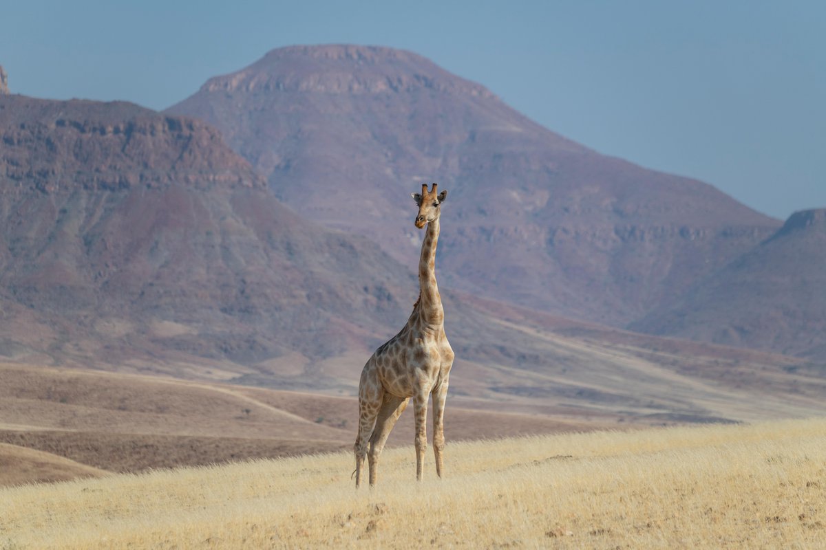 Jirafa de Angola frente a un paisaje montañoso en la región de Kunene. 📍 Namibia, África. 📸 Ami Vitale