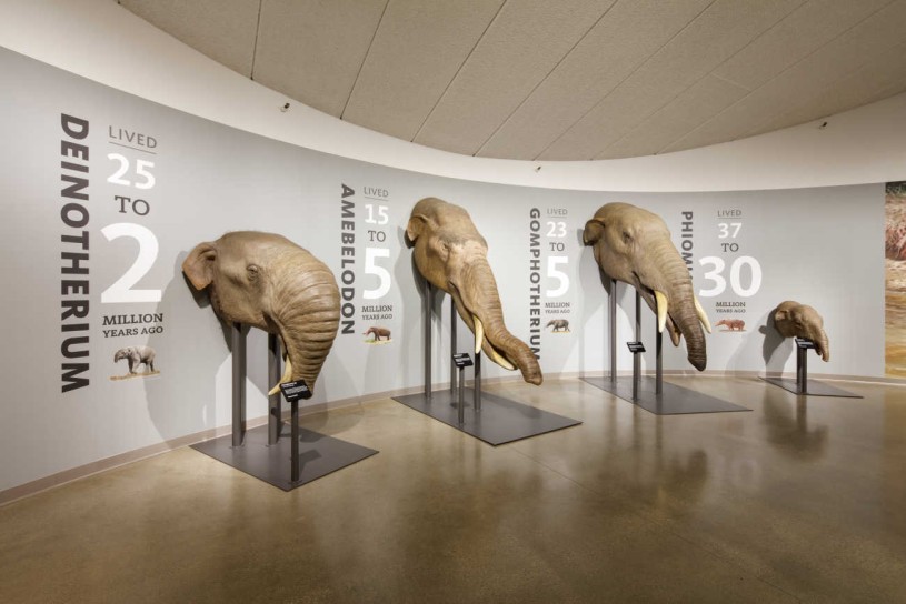 What’s really big, has floppy ears, tusks, a long, prehensile trunk, and comes from La Brea #TarPits? The Columbian mammoth! Or… is it the American mastodon? Wait—maybe the Pacific mastodon? Discover the differences with this 'trunk show': bit.ly/TarTrunks