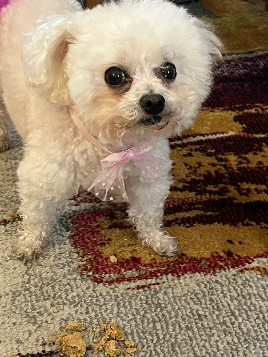 Carrot & peanut butter- I got homemade treats! Nom nom nom! I’m going home tomorrow & Pam will resume posting yummy people food. She’s been busy taking care of me and in the kitchen making lots of stuff that doggies can’t eat. Here are some clues… 🍓🍞🍷🍫🍌🍰🫑🍤 XO Gabby