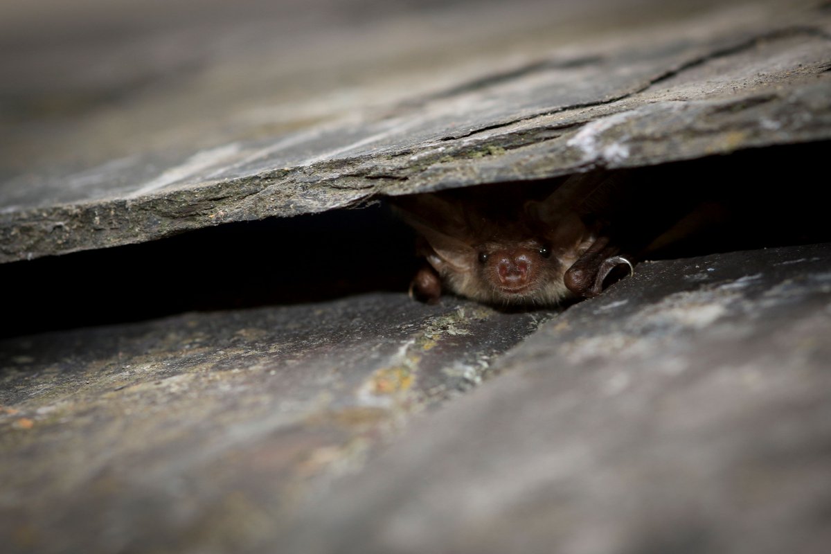 Host a bat detector in your garden as part of the Devon Bat Survey! It's free to take part & no knowledge is required. Book early as spaces fill quickly 👉 buff.ly/44zortS 

Thanks to @heritagefunduk for supporting through DWT's #SaveDevonsTrees Project.

📷 Tom Marshall