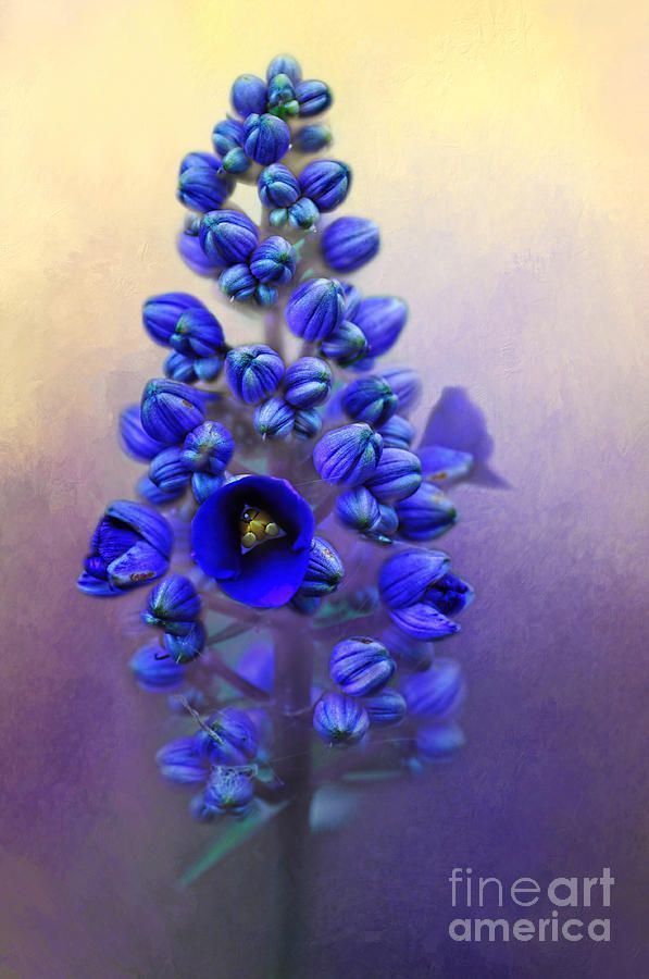 #Spring #Sunshine on #Blue by Kaye Menner #Photography #prints #lovely #products at: bit.ly/3UrCJs6 #Art #BuyIntoArt #AYearForArt #Artist #FineArtAmerica