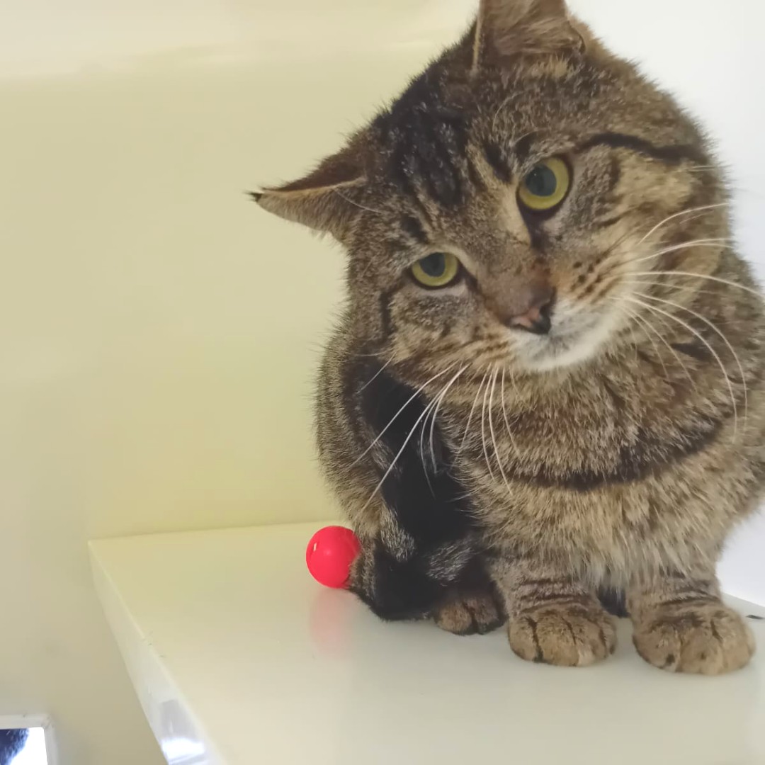 A shy little fellow 💙

Basil is a shy cat who would love a home where he can have the comforts on indoor living but access to the outdoors to explore. He is still a shy cat but warms up very quickly and has great potential to come around.

😻: ispca.ie/rehoming/detai…