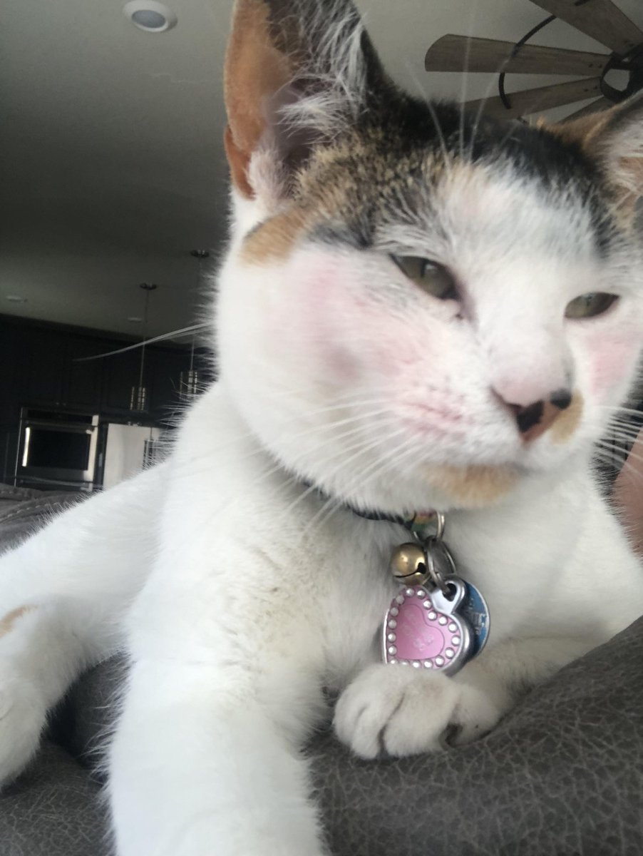 helm969's tweet image. Well the granddaughter was over this last weekend and my kitty got a makeover! I was told "Now she's a pretty kitty"
