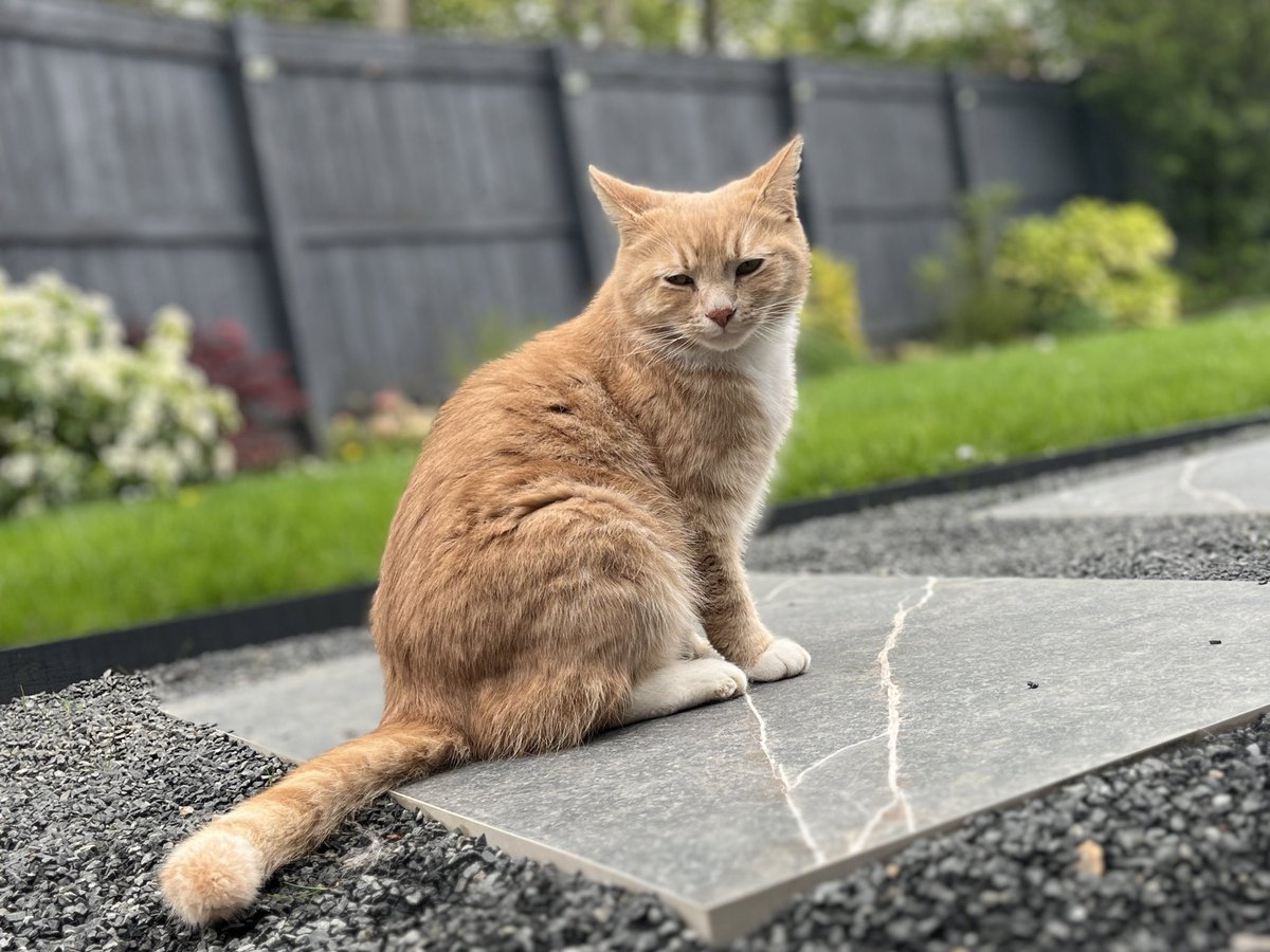 Hope everyone’s day as gone to plan, I’ve completed all my tasks and feel happy, one last garden pawtrol before heading inside to see what purrents are up to . 😻🧡 #CatsOfX #adoptdontshop  #rescuecat #catlovers  #tunatuesday