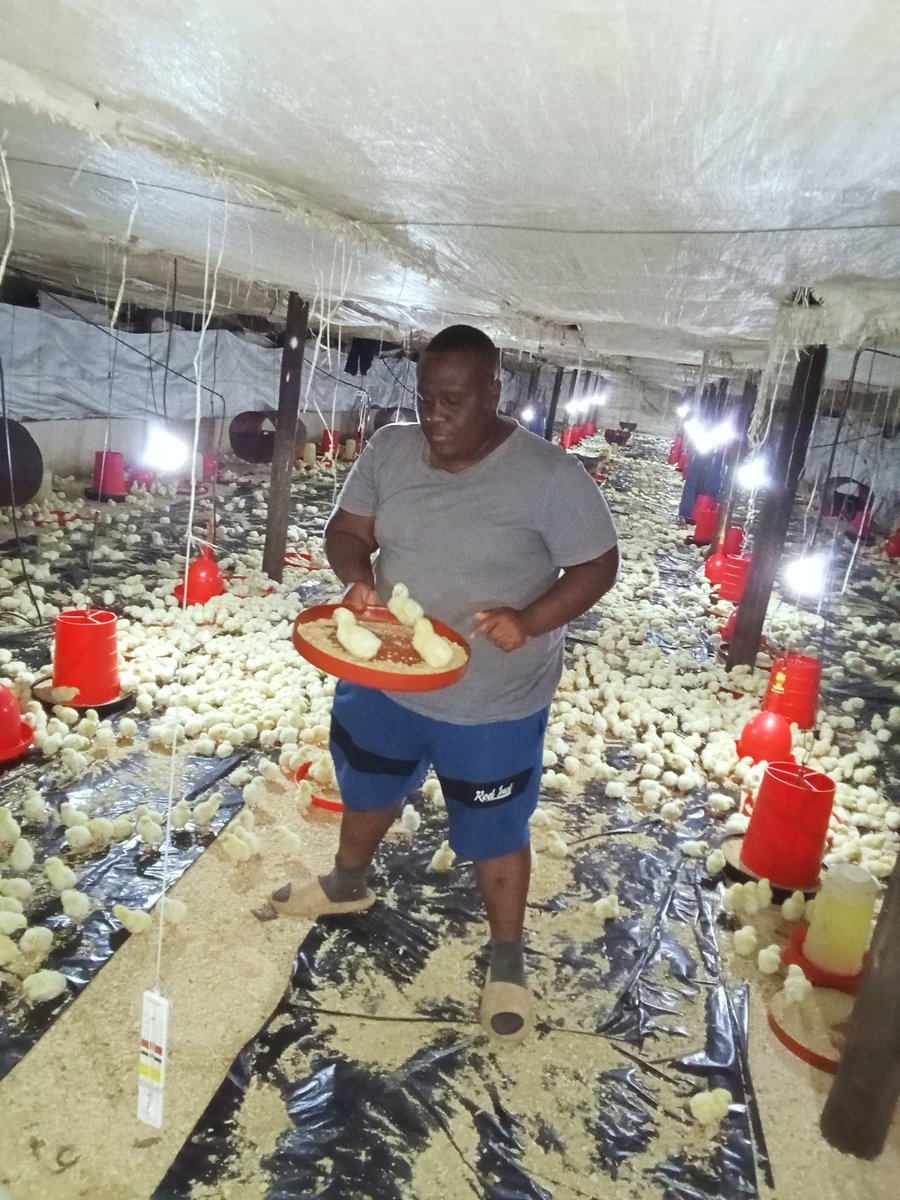 The chicks are finally in and we are very pleased with the chicks. They are eating well and they are enjoying the warm temperatures. Today we lost quite a few birds but it's normal within the first few days. The team and I are pleased with the results so far.#youthinagriculture