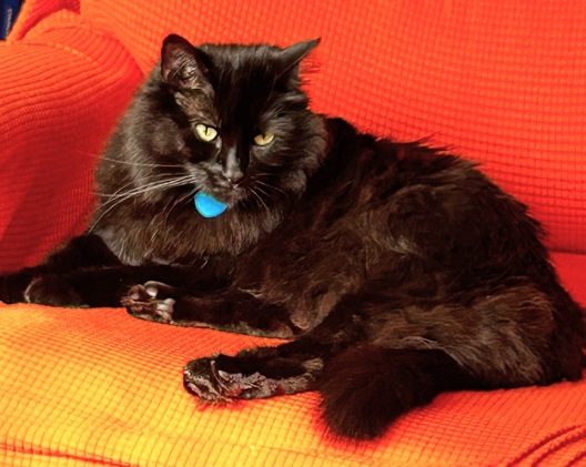🙏🏽PLZ SHARE
🌺GORGEOUS, SWEET 6YO BLACK KITTY 'SHEENA'🌺
📣NEEDS A CAT SAVVY #FUREVERHOME🏡AS YOUR 1 & ONLY PET
➡gocatrescue.org/gocr_cat/sheen…
🙏🏽#AdoptDontShop🍀#AdoptABlackCat🍀
#MONTEREY, #CA #NORCAL
✅OLDER KIDS✅ADULTS @CatsOldies Golden Oldies Cat Rescue
#RehomeHour #US #CATS