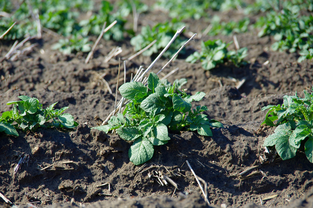 Making potatoes friendly to soil health: “We went to 124 long-term experimental sites in Canada, the U.S. and Mexico that compared soil management practices over 10 years or more.” albertafarmexpress.ca/crops/making-p…