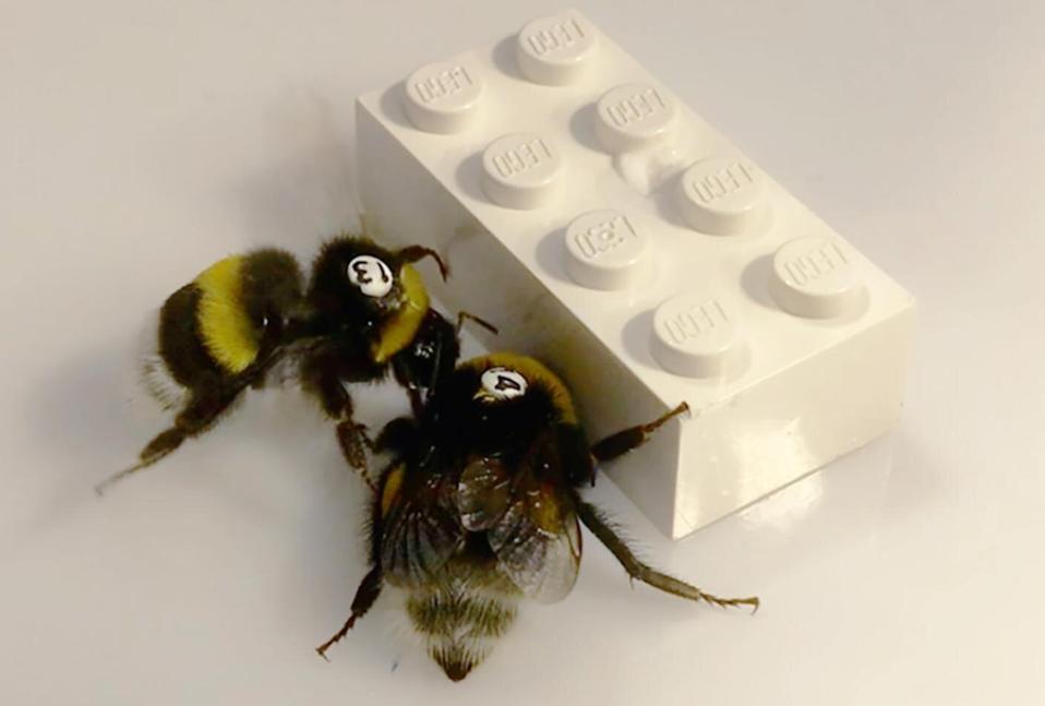 A new study involving Lego bricks finds that even small-brained bumblebees have the ability to understand the role of partnership in working together toward a common goal. go.forbes.com/c/bpYa