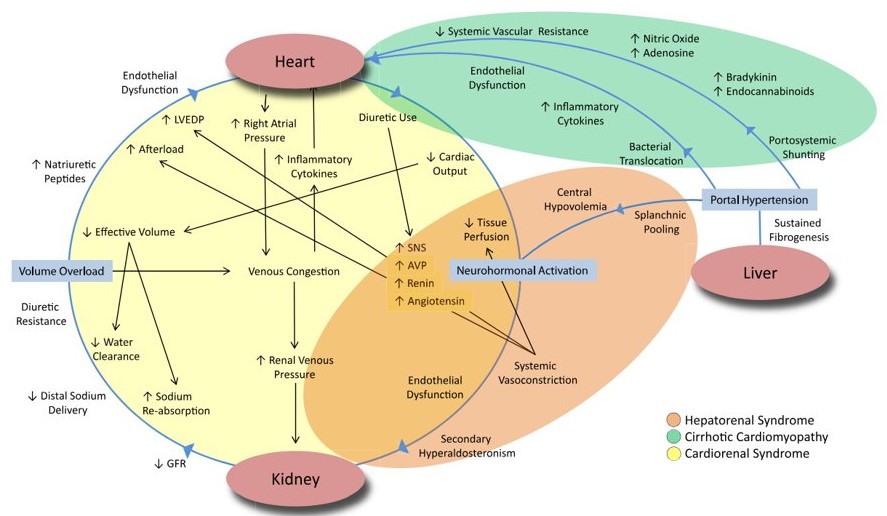 🆕 Síndrome Hepato-Cardio-Renal. 📕 Adv Kidney Dis Health 📁 cardioteca.com/cardiologia-cl…