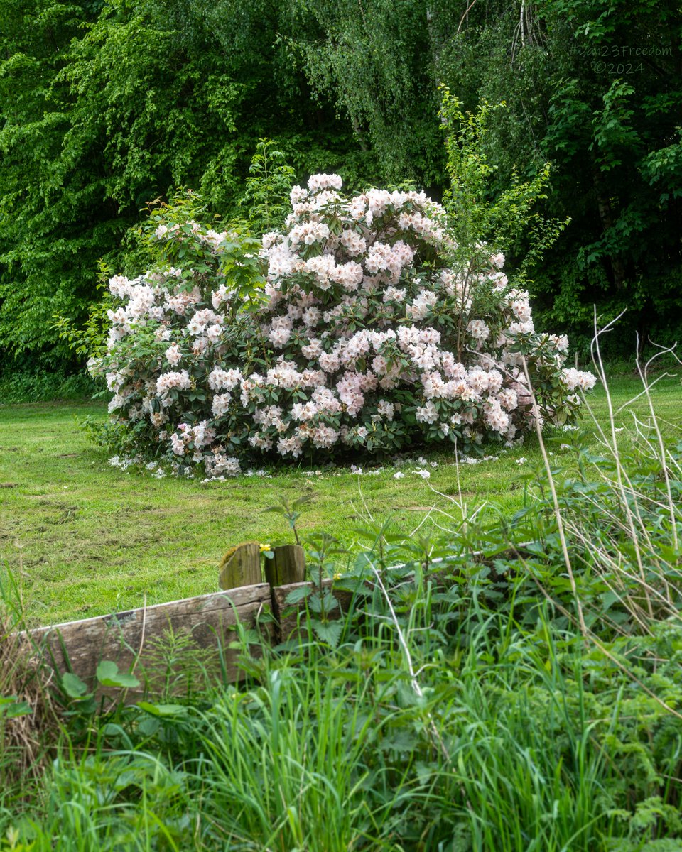 📷 1/100 sec at f/8,0, ISO 200, 40 mm prime #dan23freedom
#germany #nordrheinwestfalen #trees #ilovetrees #tree_magic #nature #flowers #garden #beautiful #plants #flowerpower #gardening