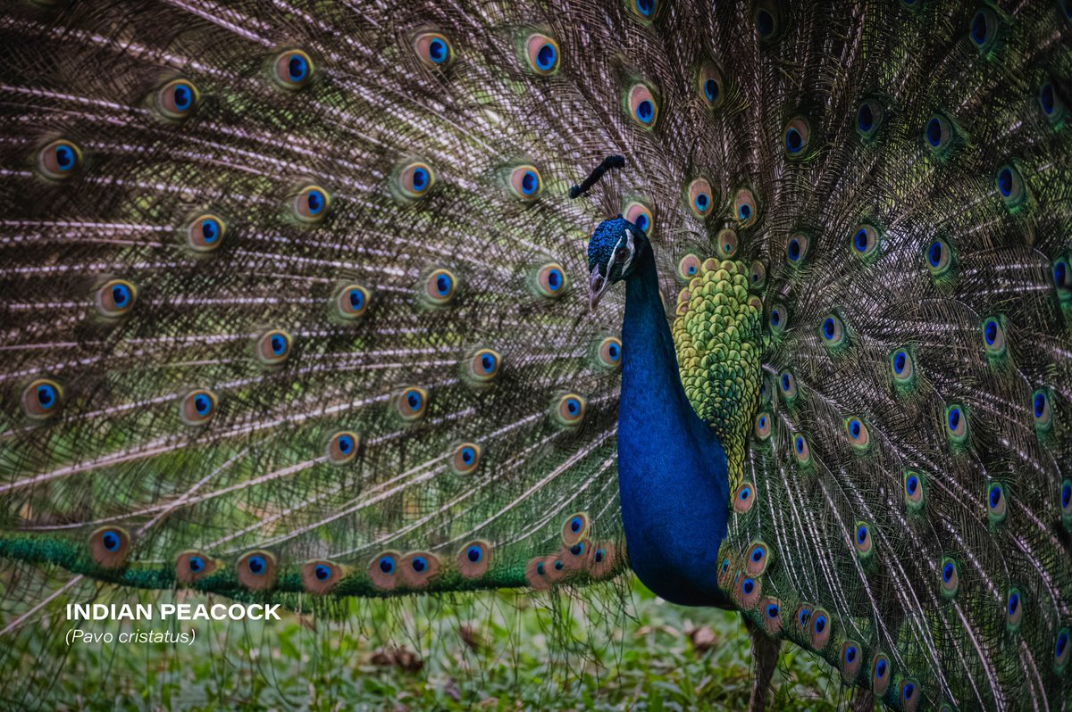 Indian peacock (Pavo cristatus)

#bird #birdphotography #nature #naturelovers #photography #Nikon #Nikon100 #NikonNoFilter #NikonPhotography #ShotOnLexar #CreateNoMatterWhat #YourShotPhotographer #photooftheday #wildlifephotography #wildlife #CostaRica