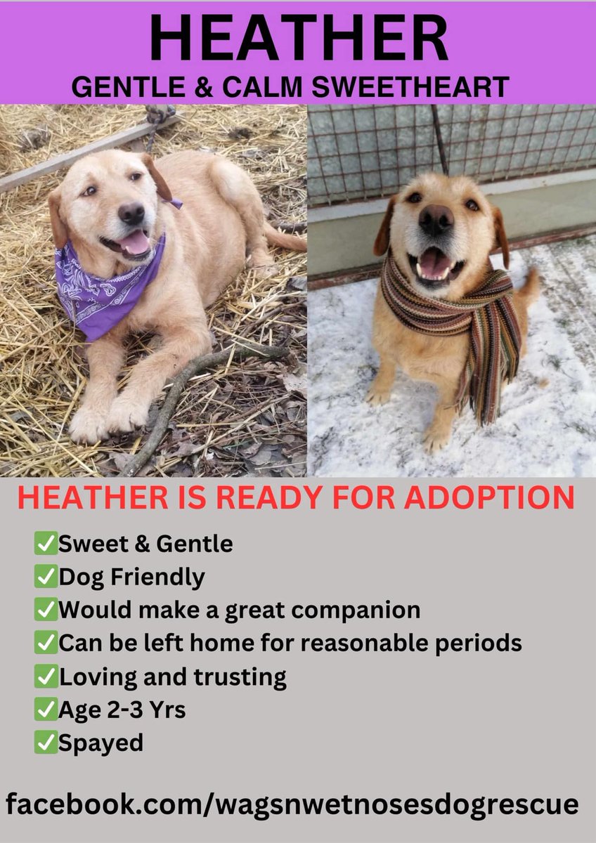 #rehomehour 2/3yo mixed breed HEATHER is a gentle, calm sweetheart just waiting for someone to notice her. This brave mamma was found on the street having given birth to 6 pups. Sadly only one lived, the others having been hit by cars. 😢 Despite the horror she went through with…