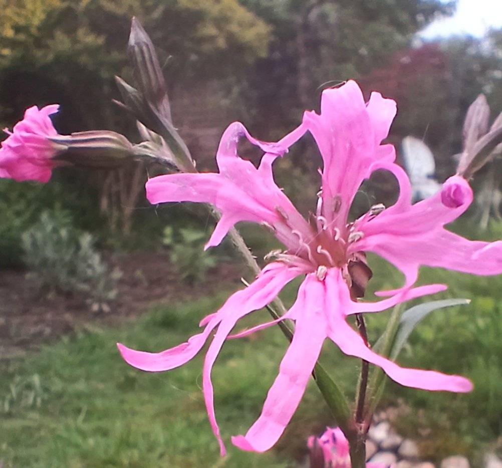 Pondside Ragged Robin comes out at last...probably my fave flower after Agapanthus #GardeningTwitter