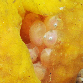 This is a photo of a frogfish that's using her tail to carry around her eggs AND LOOK AT HER BABIES. THEY LEGITIMATELY LOOK LIKE THEY HAVE GOOGLY EYES. These fish are so ridiculous I LOVE THEM SO MUCH. 📷: David Harasti daveharasti.com inaturalist.org/photos/13...