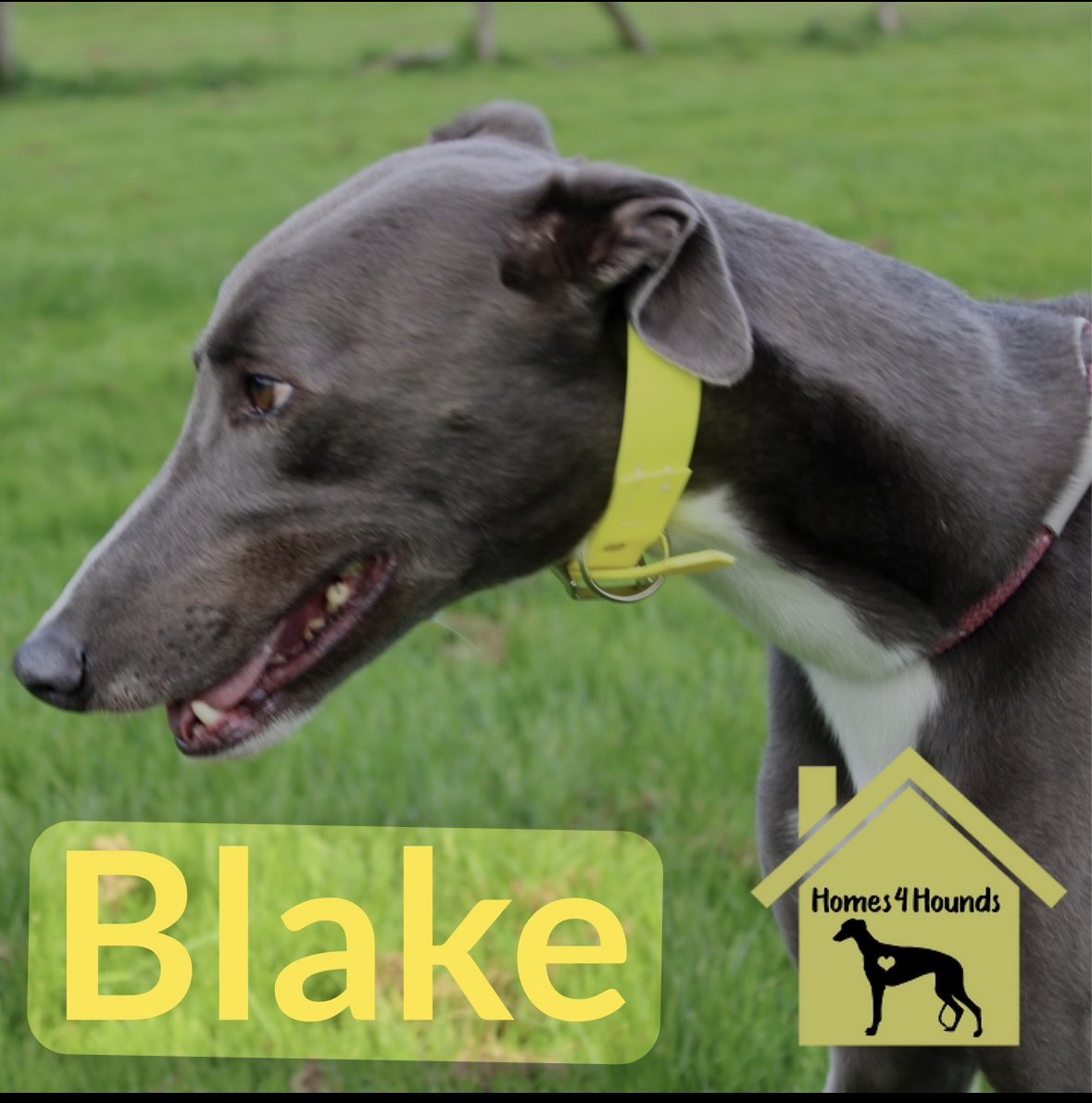 Blake is a 5.5yo Blue boy who prefers to be an only dog,gets excited with smaller dogs. 
In a kennel environment Blake gets uptight and because of this he doesn’t show his full potential.Blake loves his walks and playtime so a slightly more active family would be ideal for him.