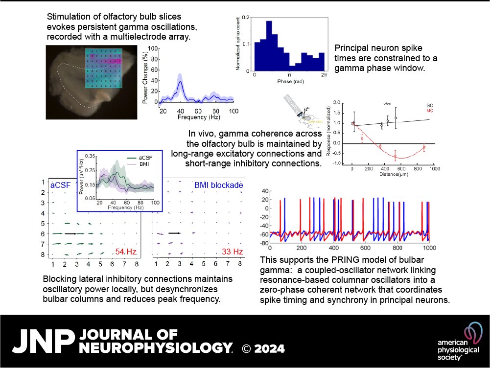 New research in @JNeurophysiol 'Coherent olfactory bulb gamma oscillations arise from coupling independent columnar oscillators' by Shane T. Peace et al.

🖱️ow.ly/8tNO50RyRVj

@CPL_Cornell #SliceElectrophysiology #MultielectrodeArrays #NeuralCircuit #Optogenetics